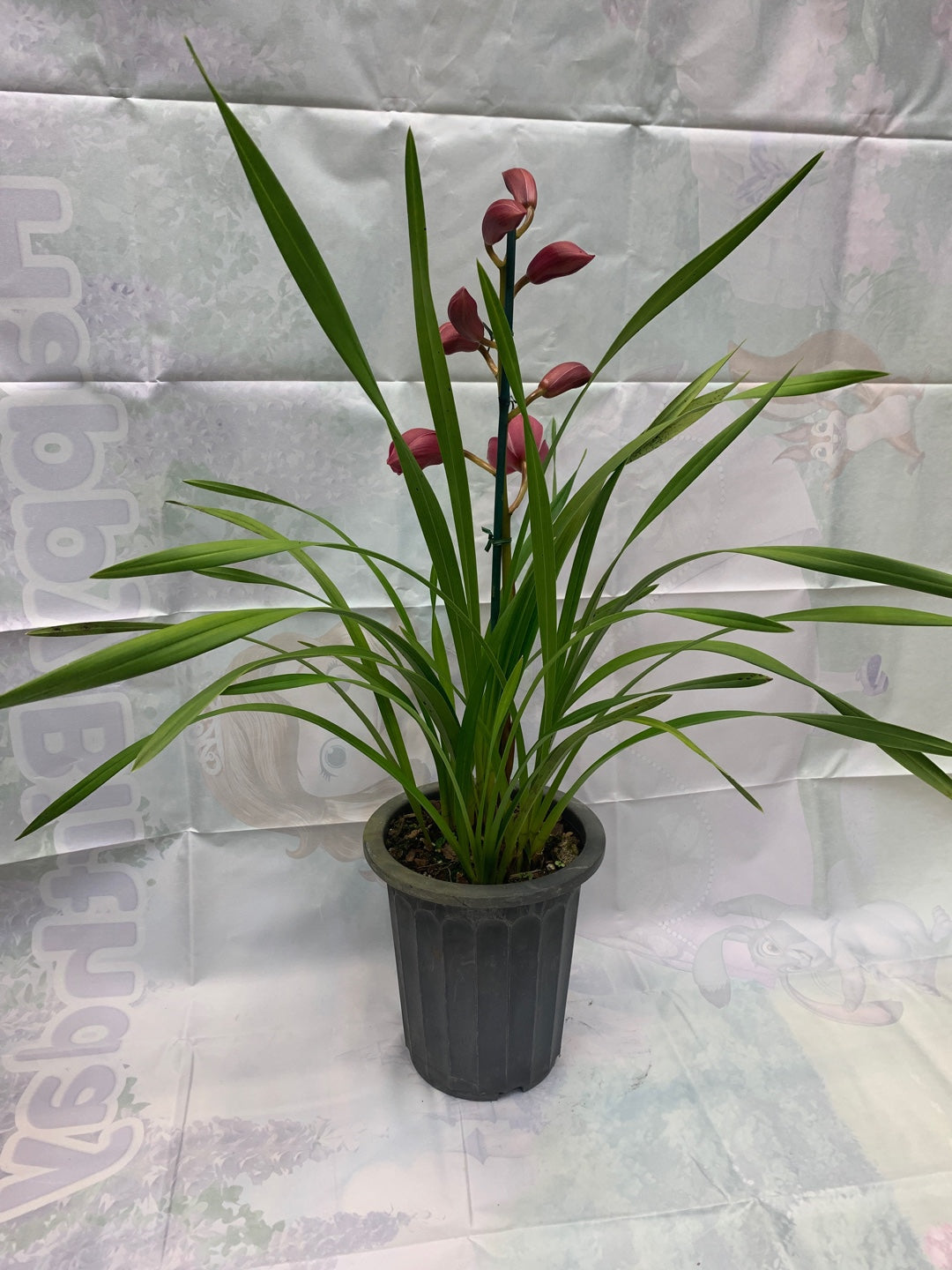 "For Mother's Day Special"  Seasonal Cymbidium Orchid Planter