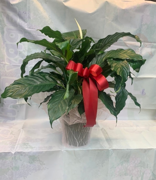 Ceramic Potted Spathiphyllum Peace Lily