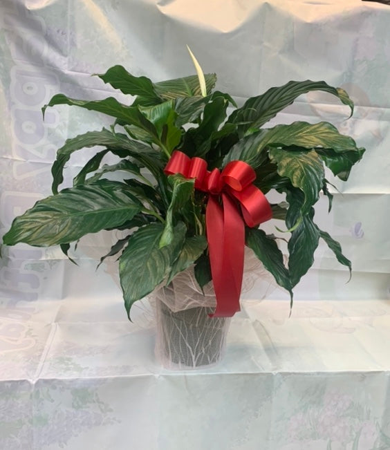 Ceramic Potted Spathiphyllum Peace Lily